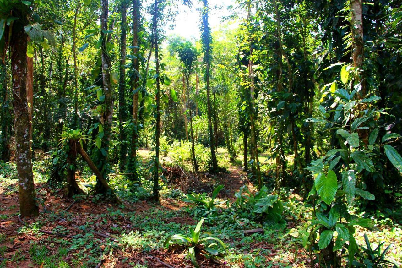 Sitio Das Bromelias Cachoeira Do Tombador Ubatuba Eksteriør billede
