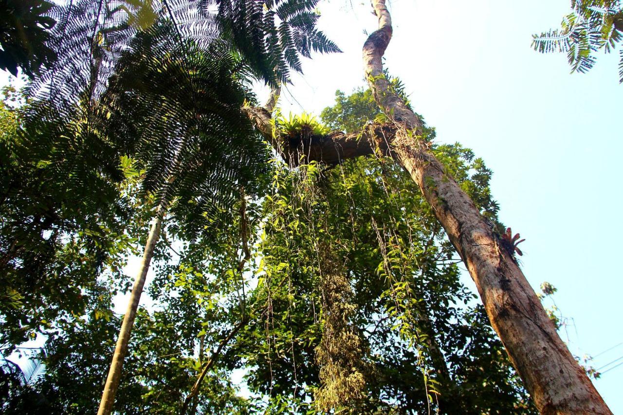 Sitio Das Bromelias Cachoeira Do Tombador Ubatuba Eksteriør billede