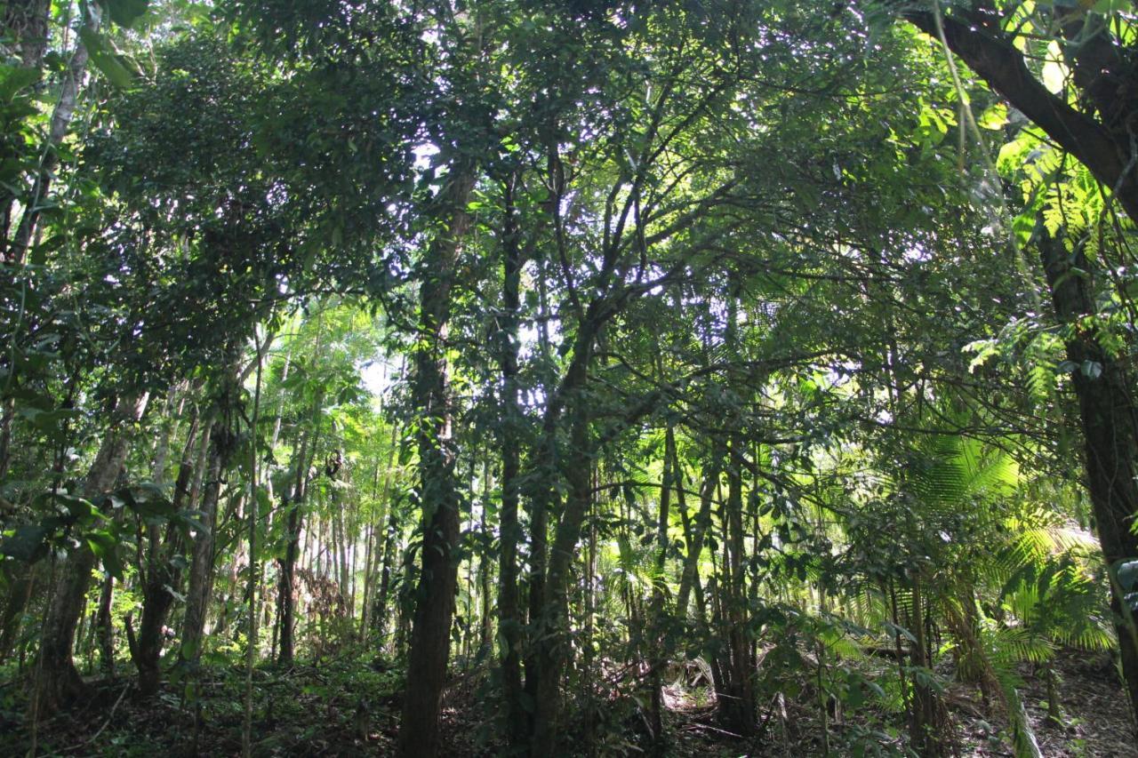 Sitio Das Bromelias Cachoeira Do Tombador Ubatuba Eksteriør billede
